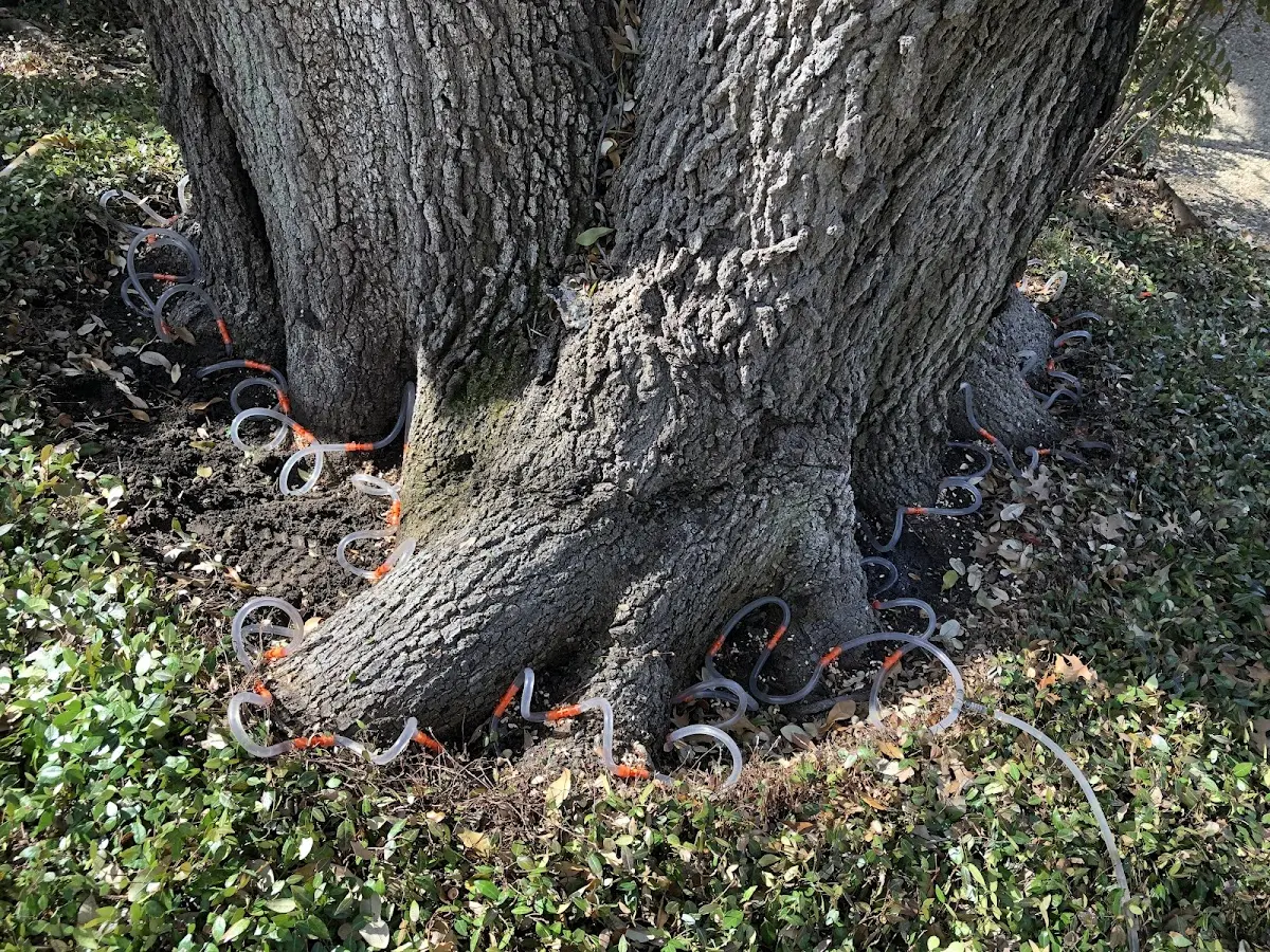 Detailed Tree Cabling and Bracing job site in Castle Dale