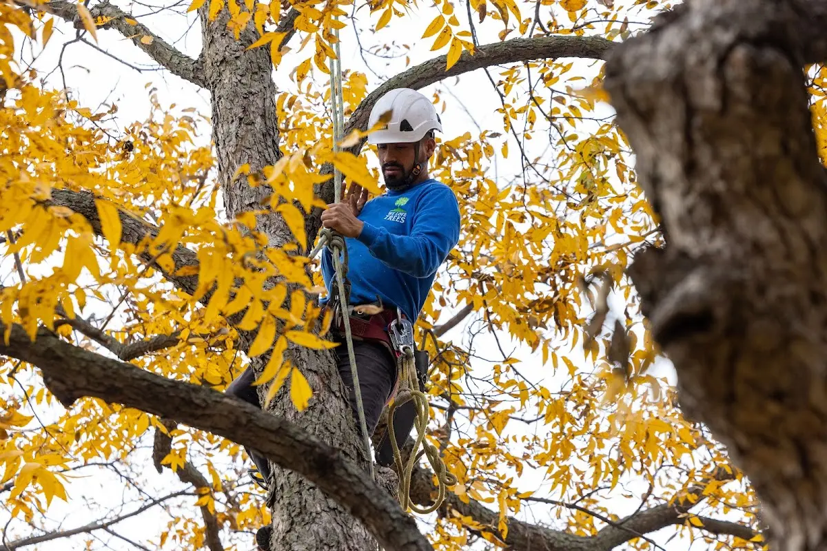 Skilled Tree Planing crew working in Castle Dale